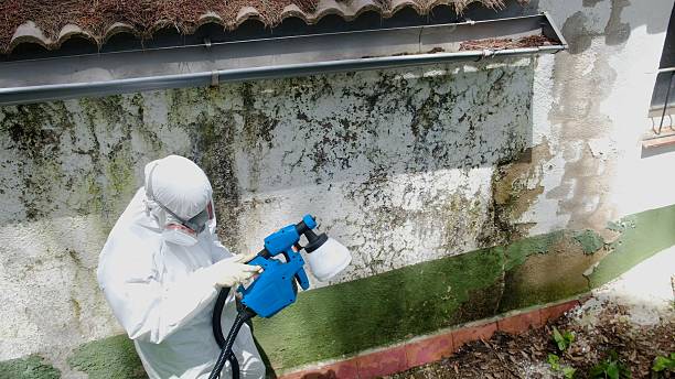 Top rated local Basement Mold Remediation specialists in Charlotte Hall, MD